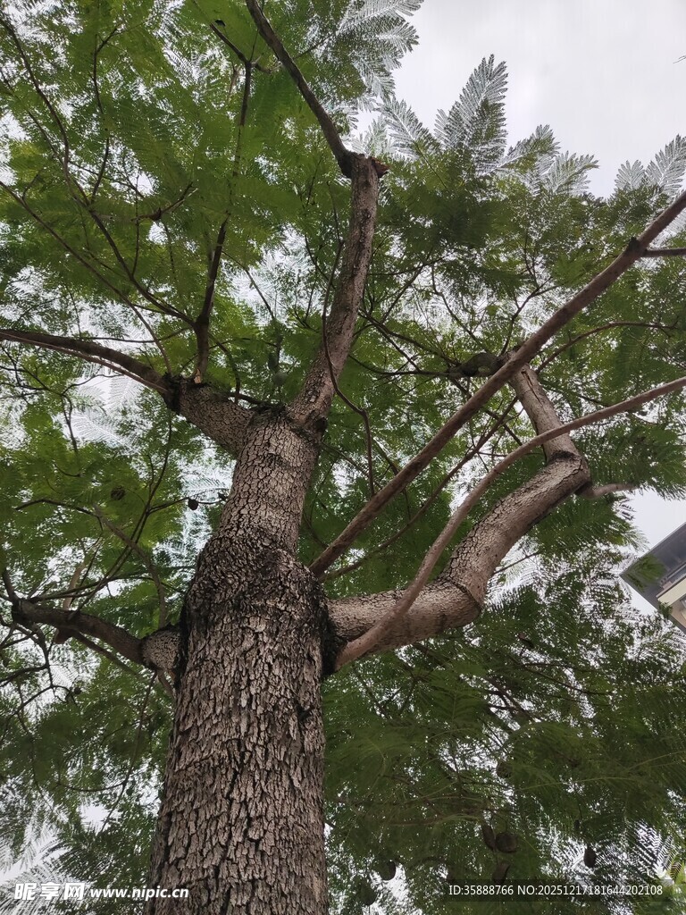 仰视下的高大繁茂树木