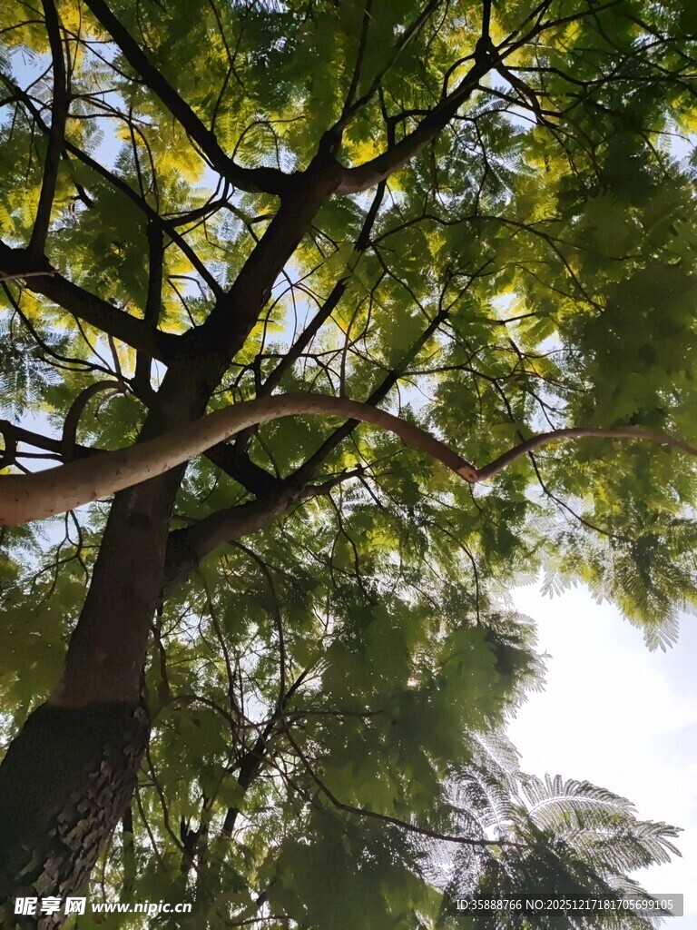 仰视繁茂大树枝叶