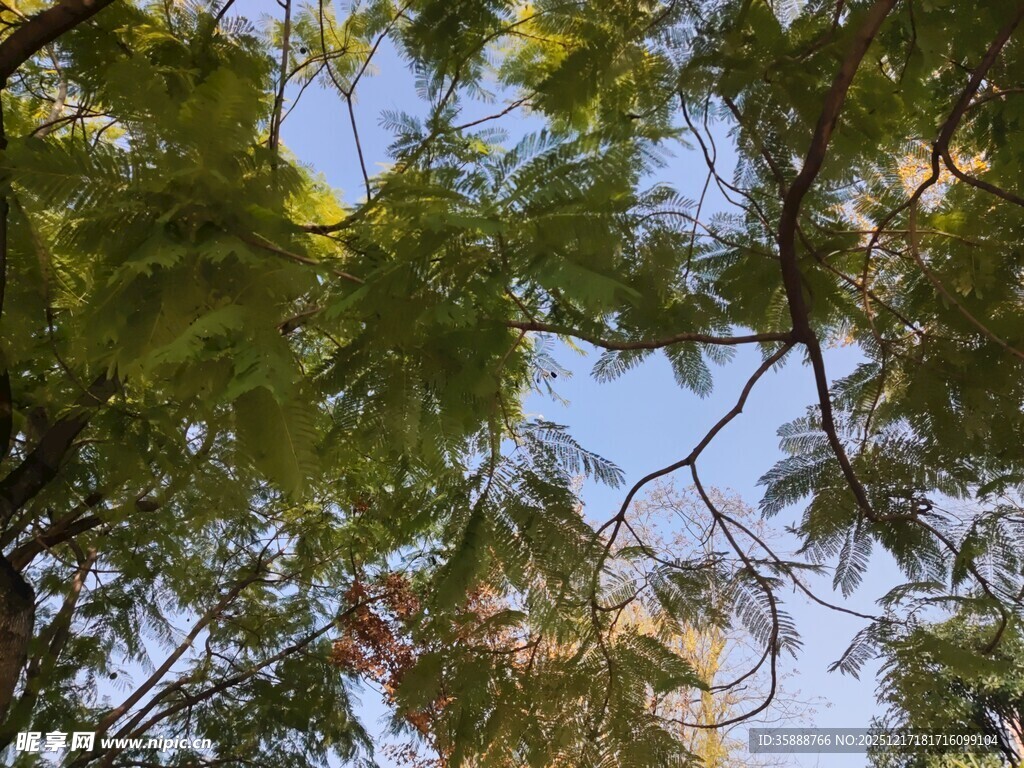 仰视繁茂枝叶与蓝天
