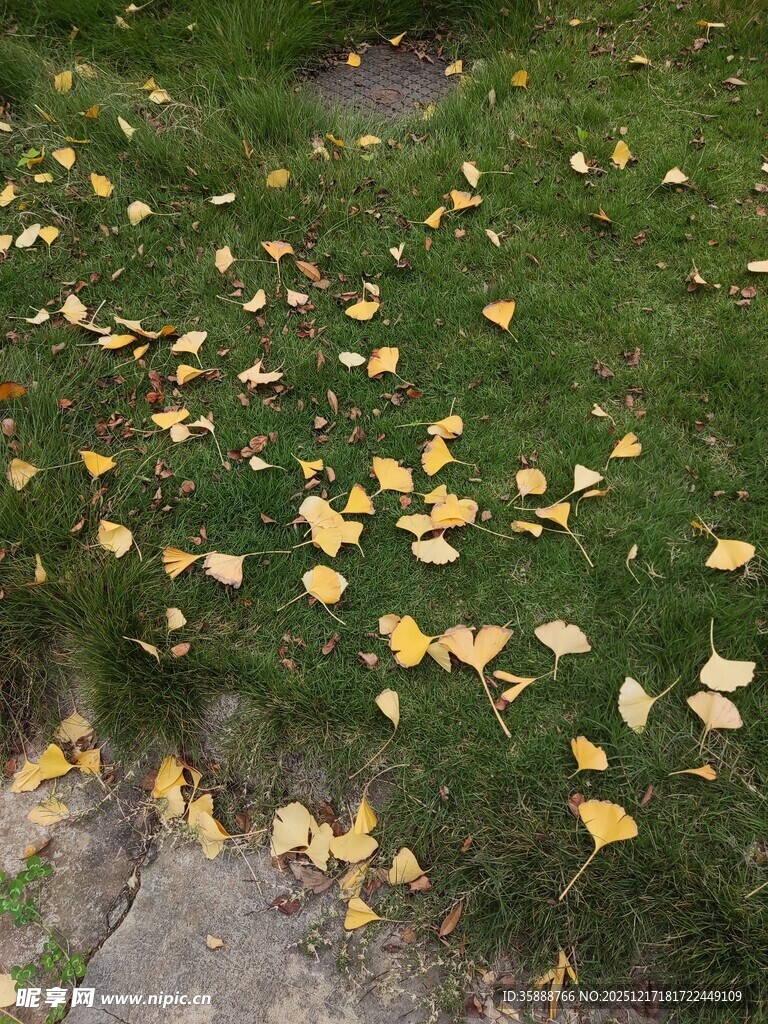 草地落满金黄银杏叶
