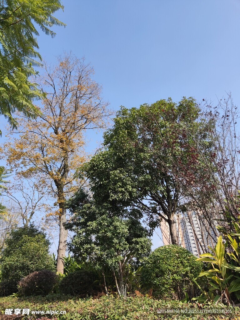 秋日户外树木绿植景致