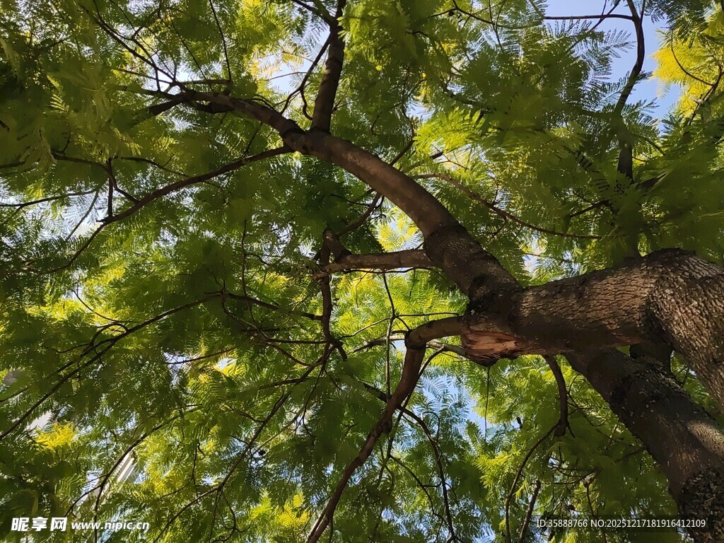 仰视繁茂大树枝叶