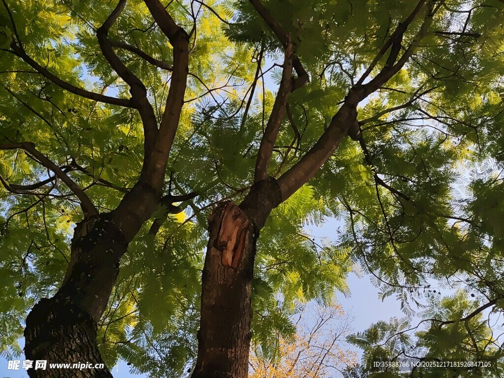 仰视葱郁大树树冠