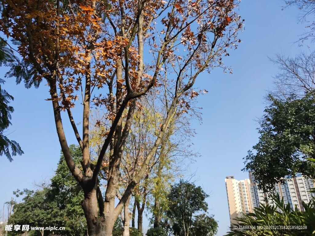 秋日树木与蓝天景致