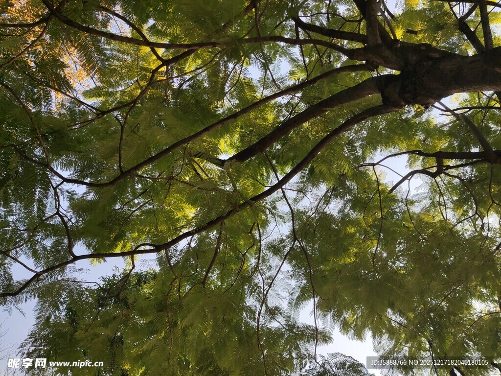 仰视翠绿繁茂的树枝