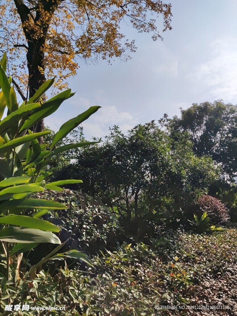 户外绿植繁茂的自然景致