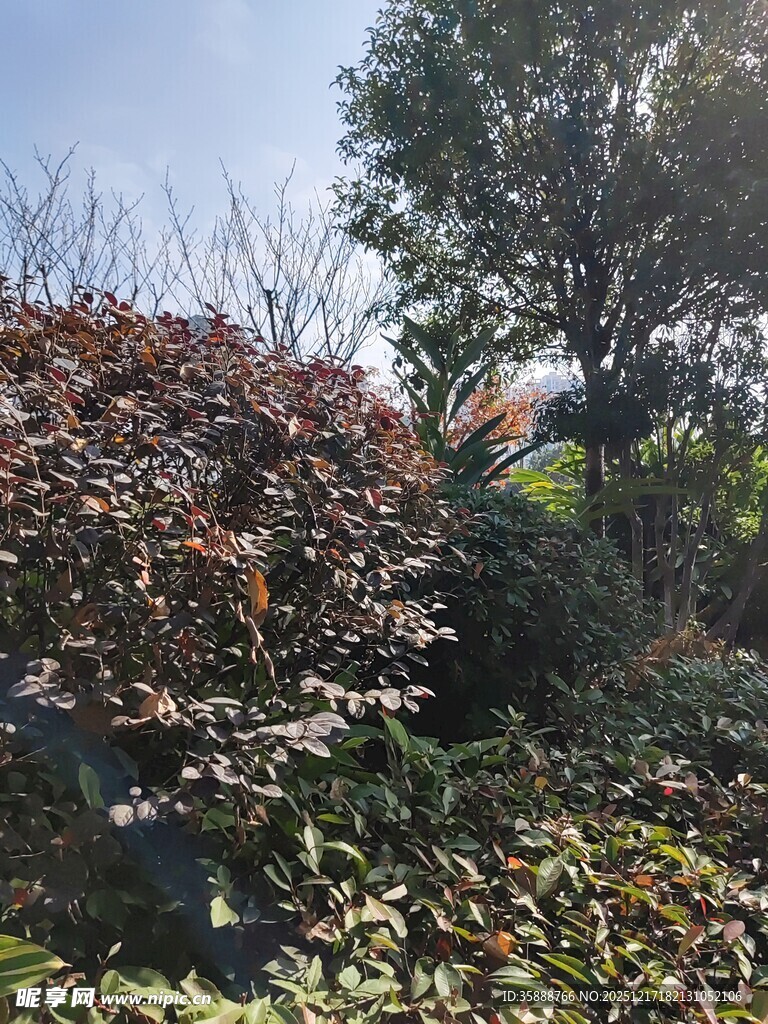 秋日繁茂绿植景观