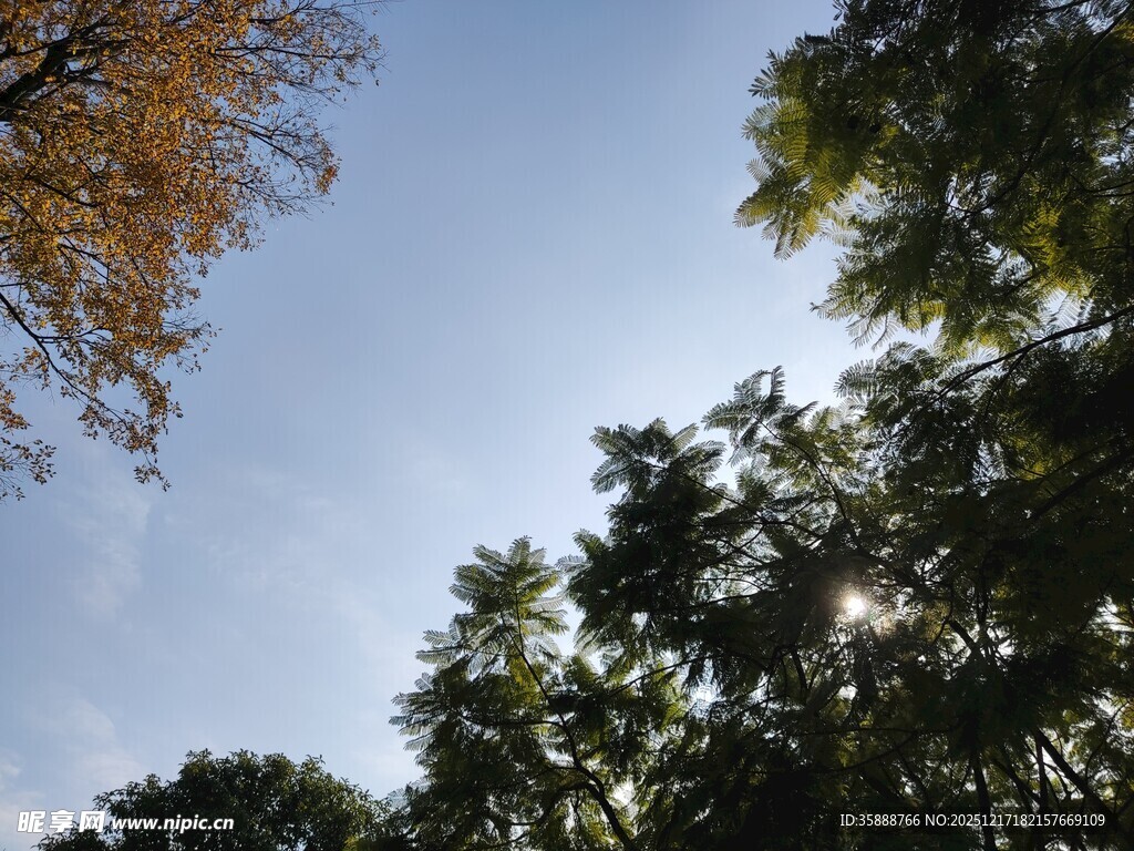 阳光透过树梢的秋日景象