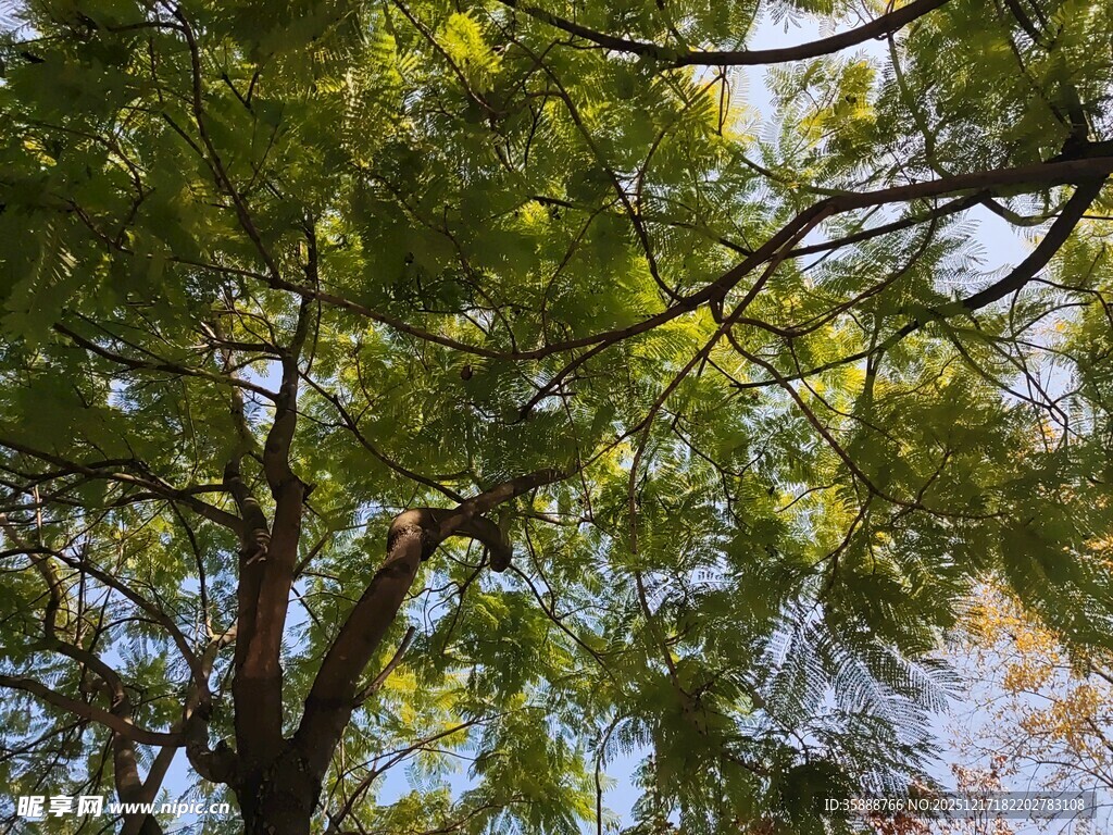 繁茂枝叶下的斑驳光影