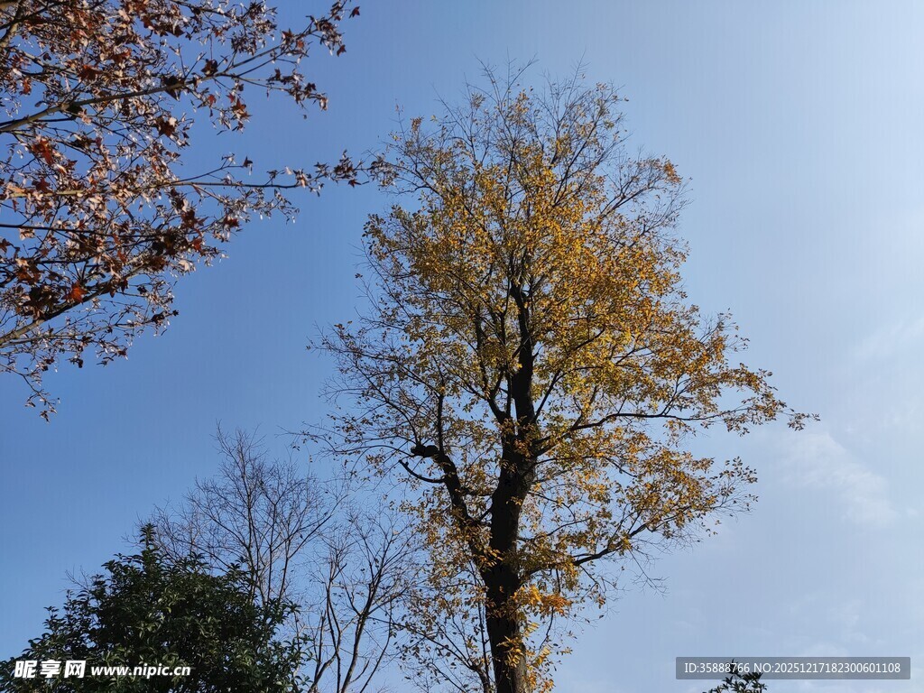 秋日挺拔银杏树