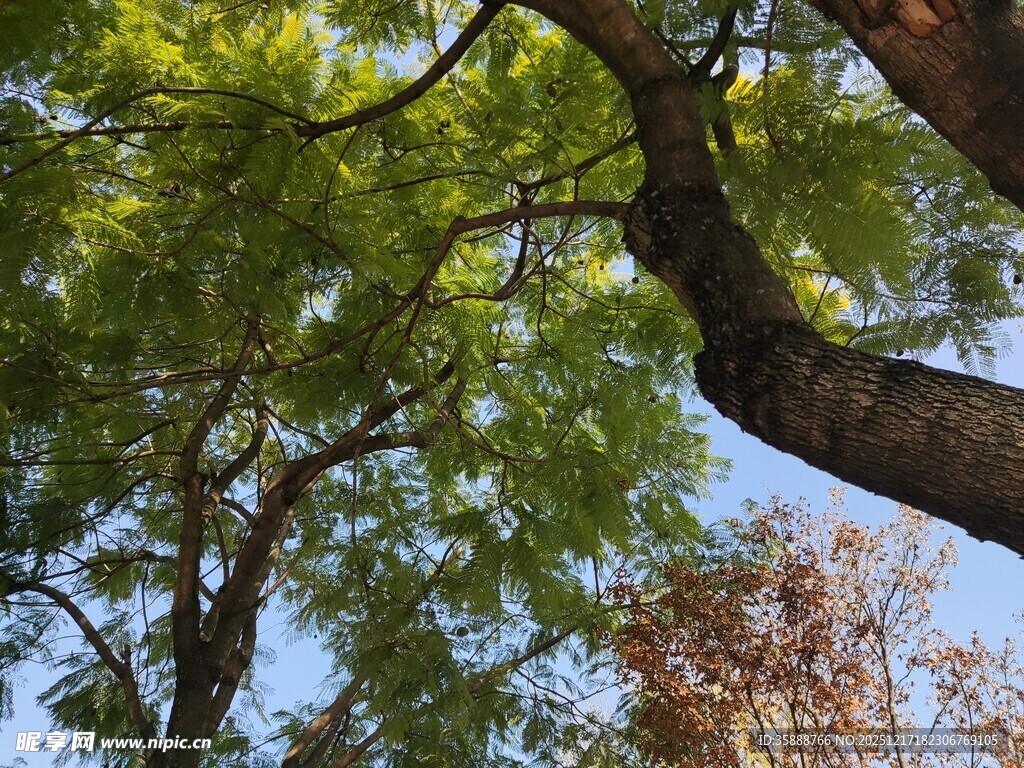 仰视葱郁树枝与蓝天