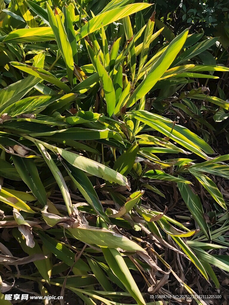 翠绿竹叶生机盎然