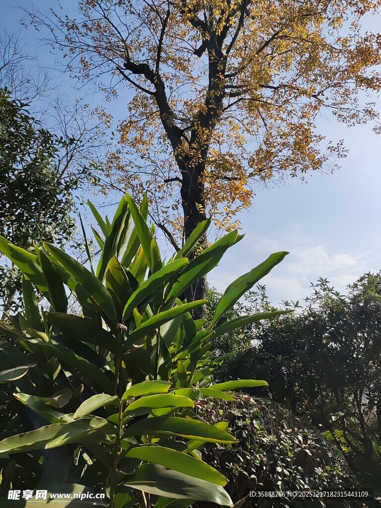 秋日绿植与树木景致