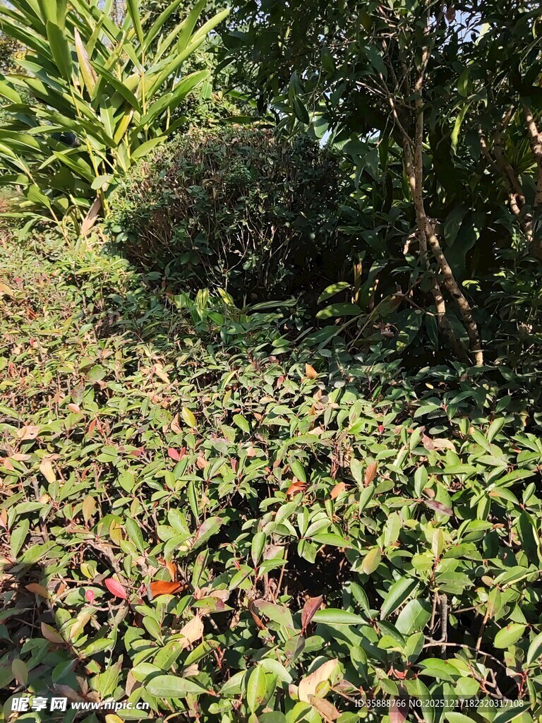 地面绿植与周边植被景观