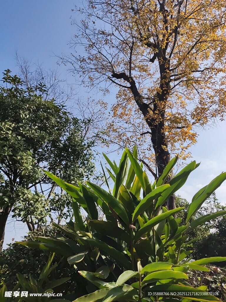 秋日绿植与金黄树木景观