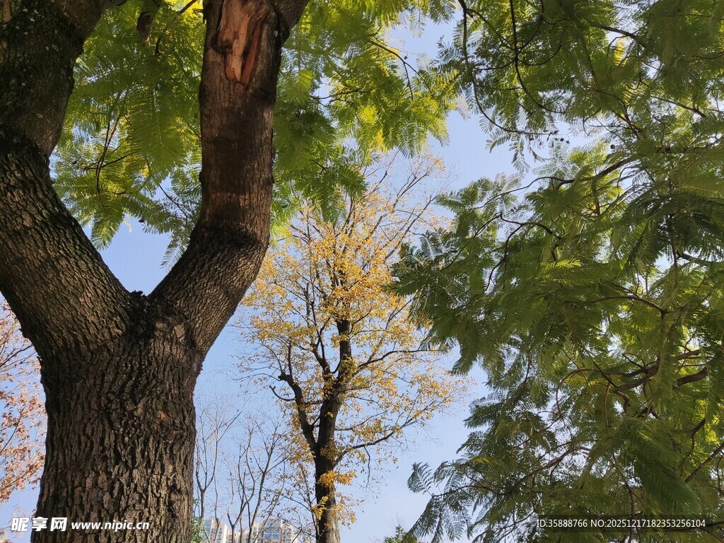 秋日林间大树枝叶景观