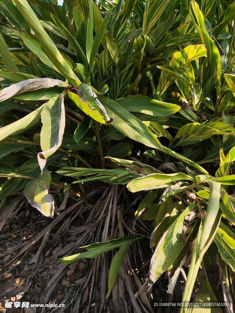 绿叶黄花植物特写
