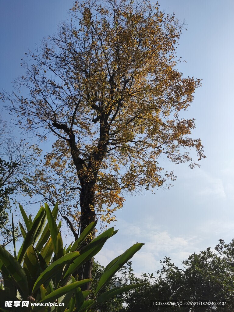 秋日孤树与葱郁绿植