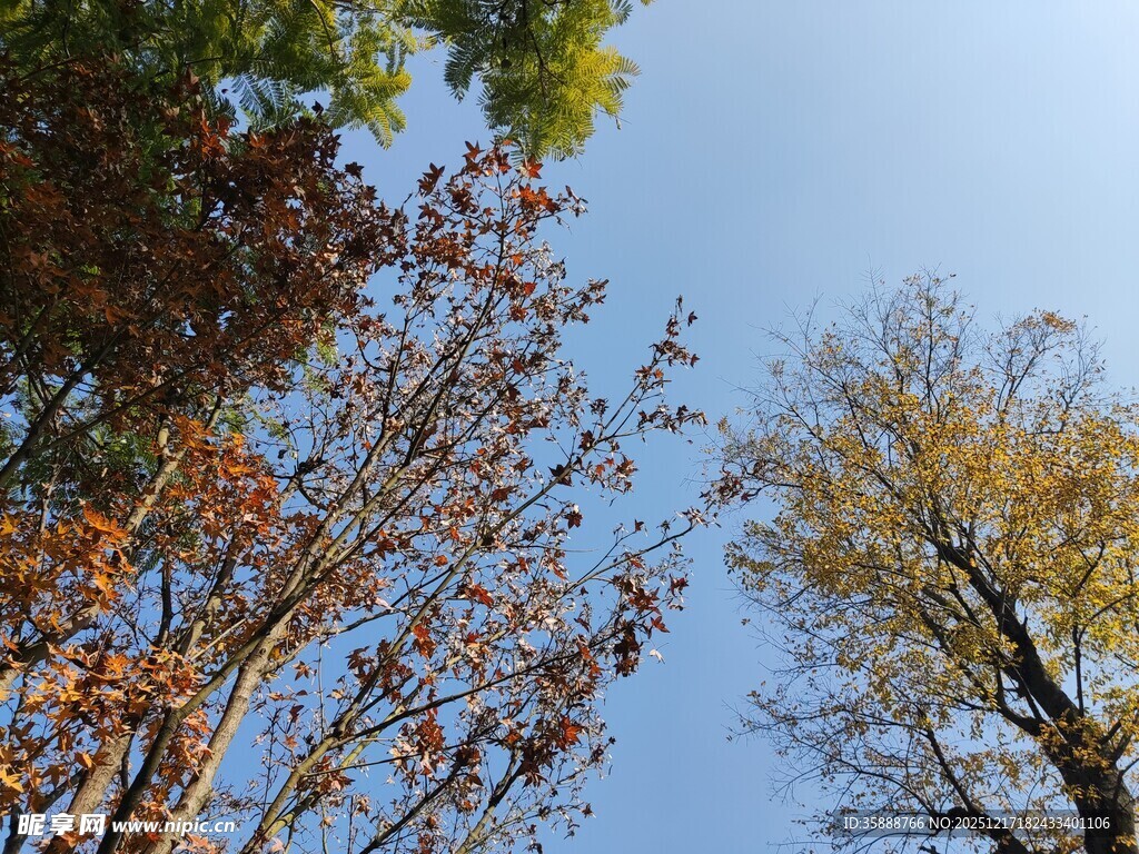 秋日树梢蓝天映衬美景