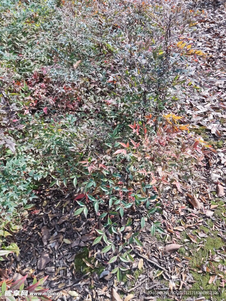 野外灌木丛景象