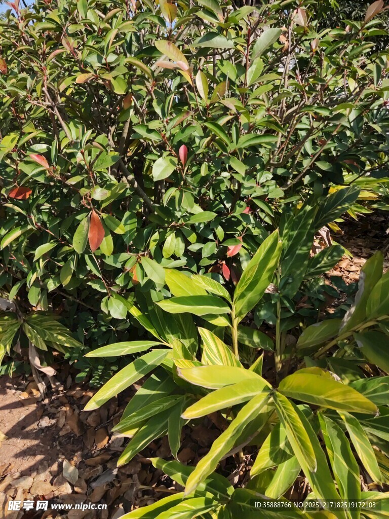 田间辣椒植株生长景象
