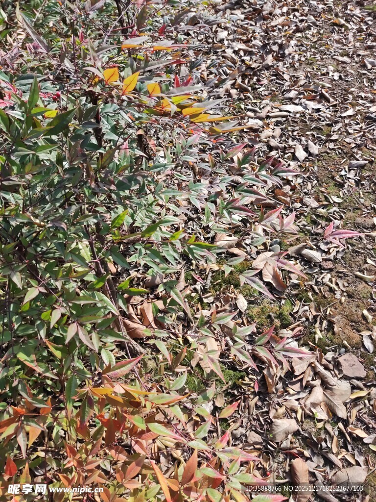 林间落叶覆盖的地面小径