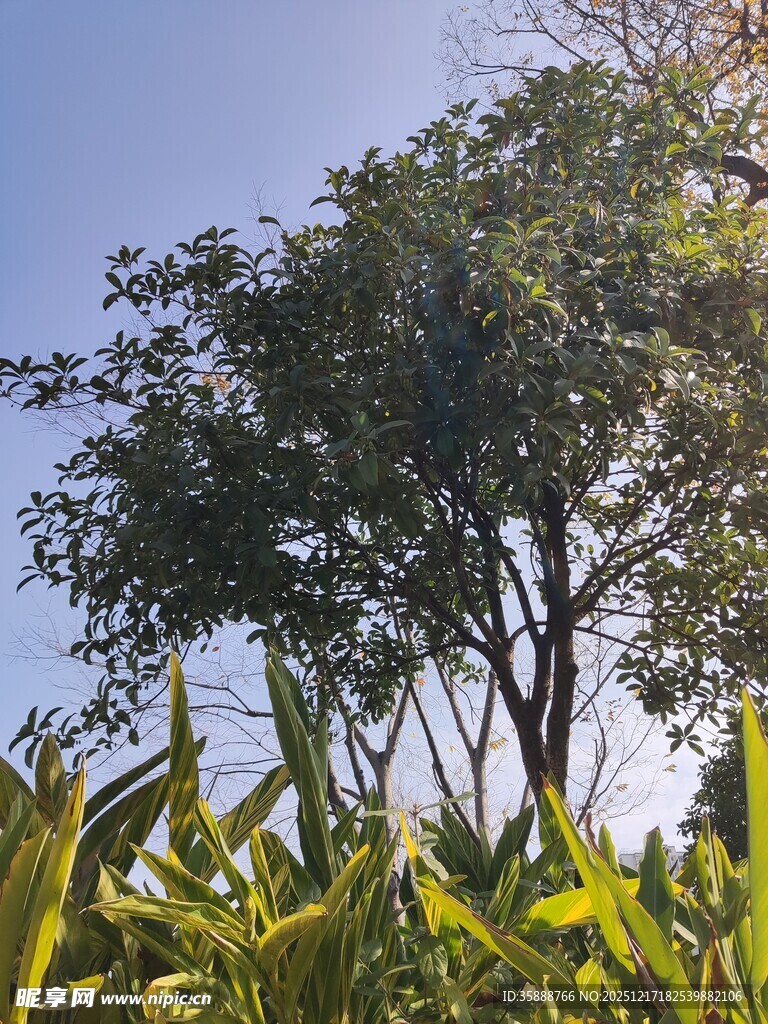 阳光下的绿树与植物