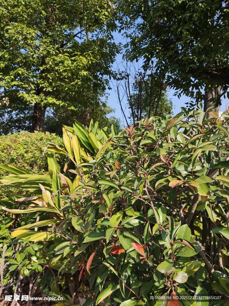 繁茂绿植阳光洒落景象