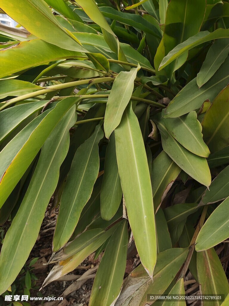 翠绿舒展的阔叶植物