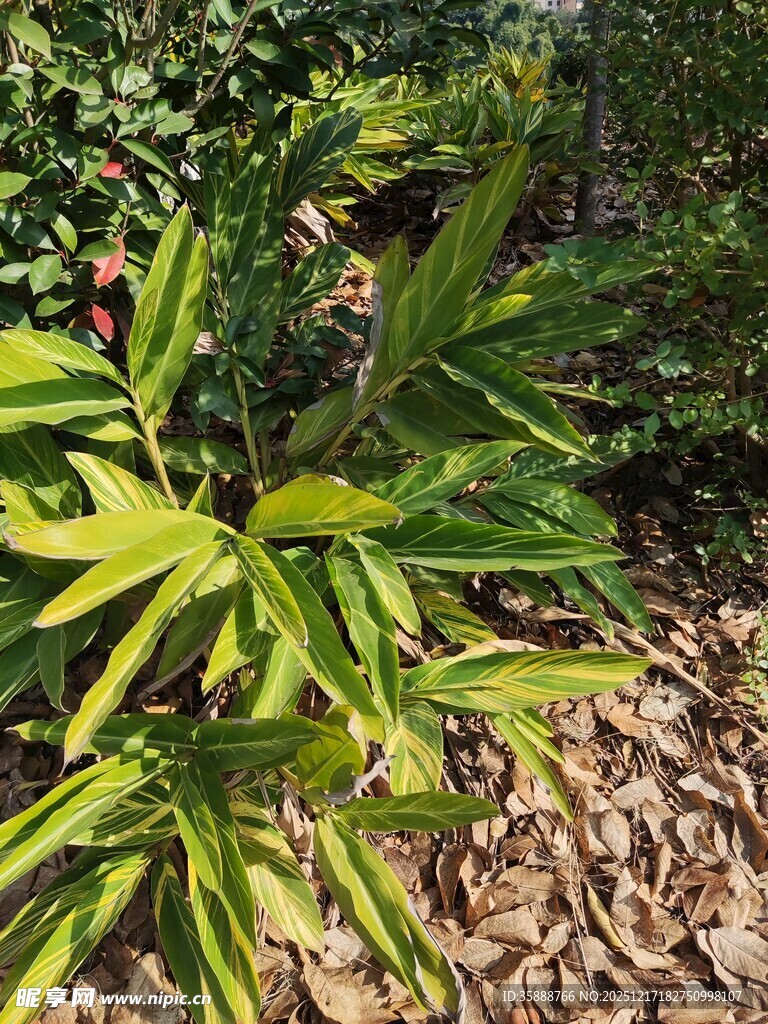 翠绿植物与地面枯叶景象