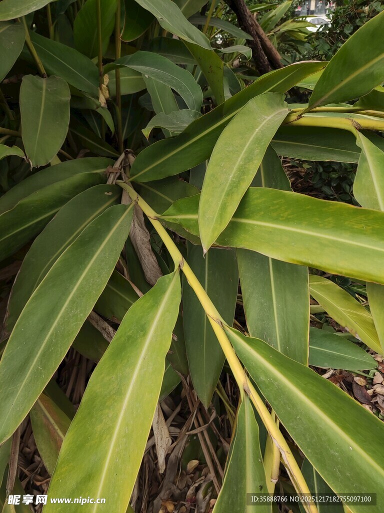 翠绿修长叶片特写