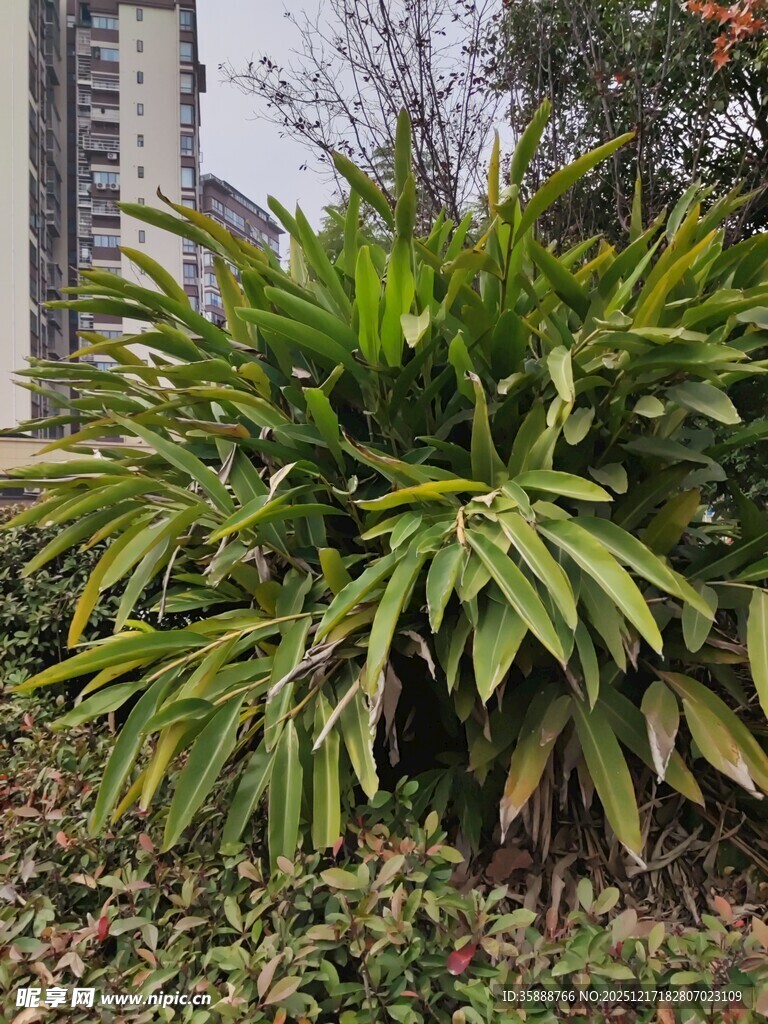 翠绿阔叶植物生机盎然