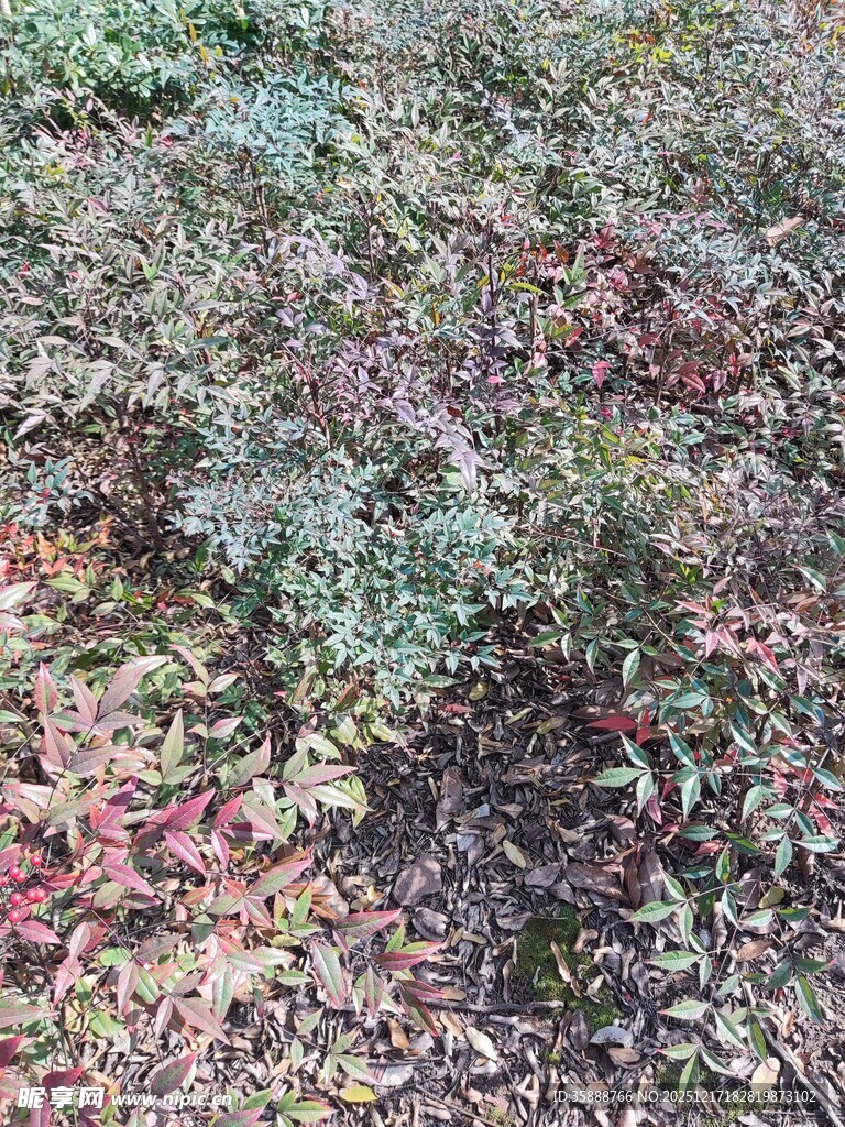 地面多彩植物景观