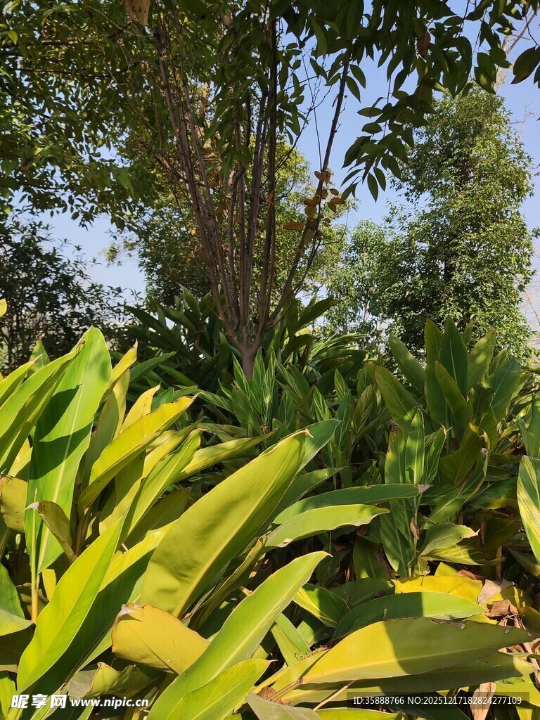 阳光下的繁茂绿植景观