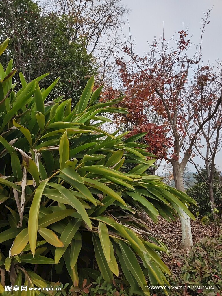 绿叶与红叶交织的景致