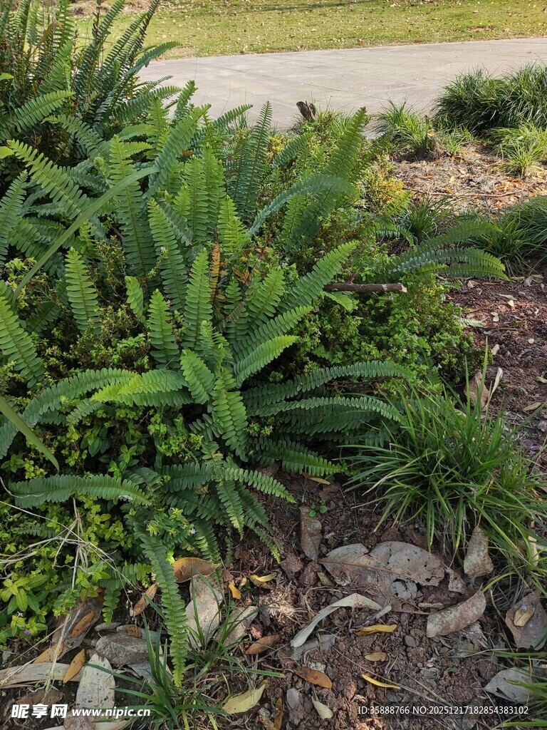 户外丛生的多样绿色植物