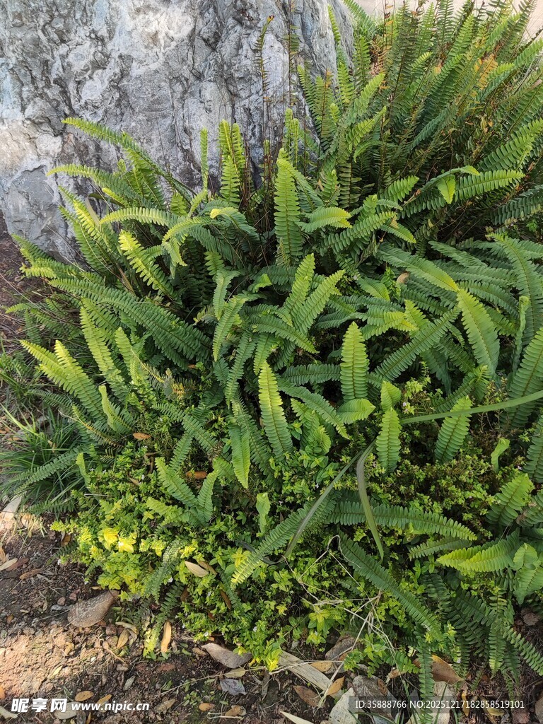 翠绿丛生植物特写