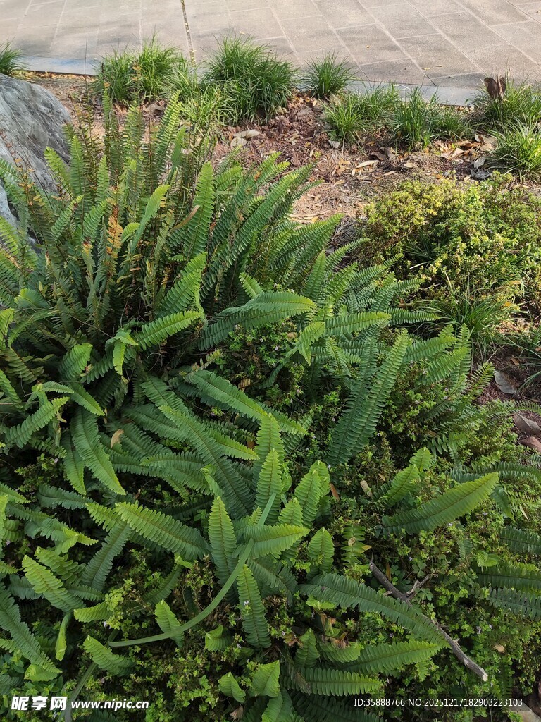 庭院中的翠绿植物