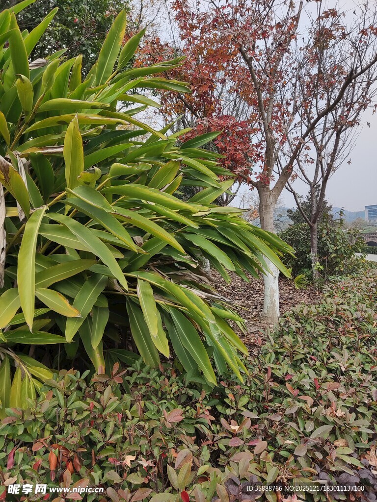 秋日园林植物景观