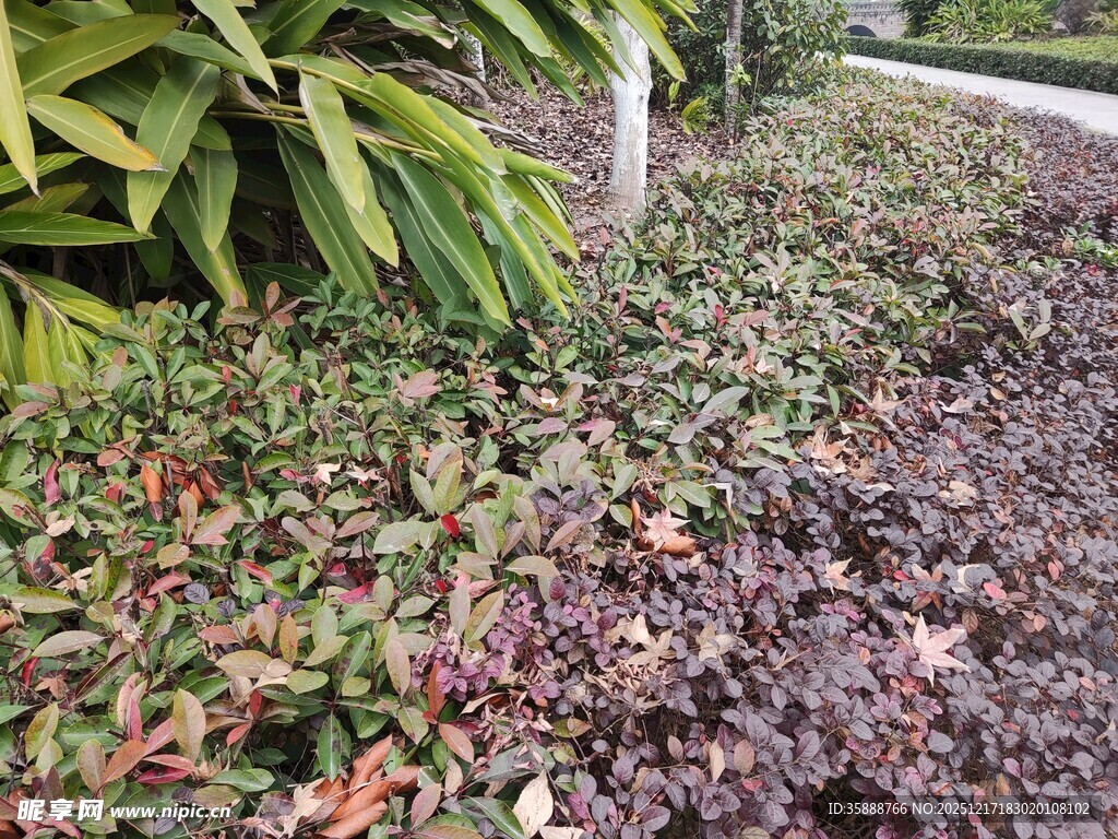 花园中多彩植物景观