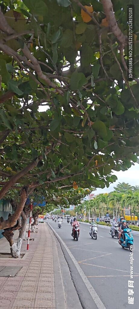 越南芽庄林荫步道上的行人漫步