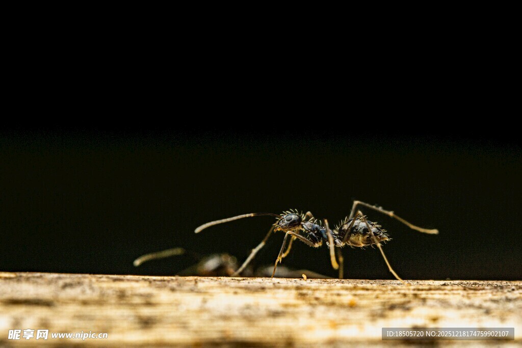 微距下的细长腿昆虫
