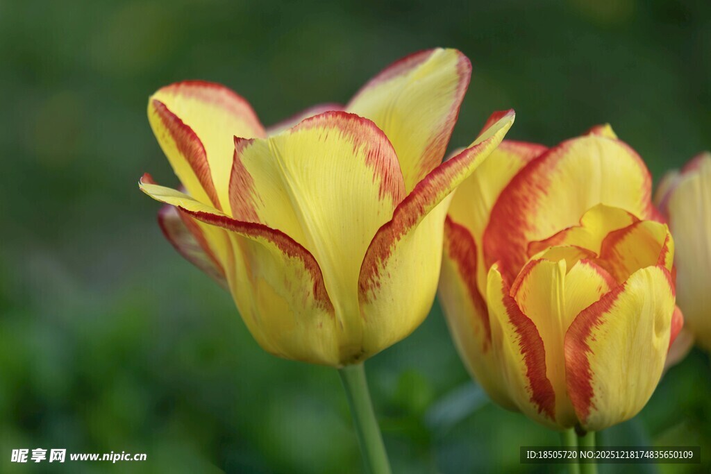 黄红相间的美丽郁金香
