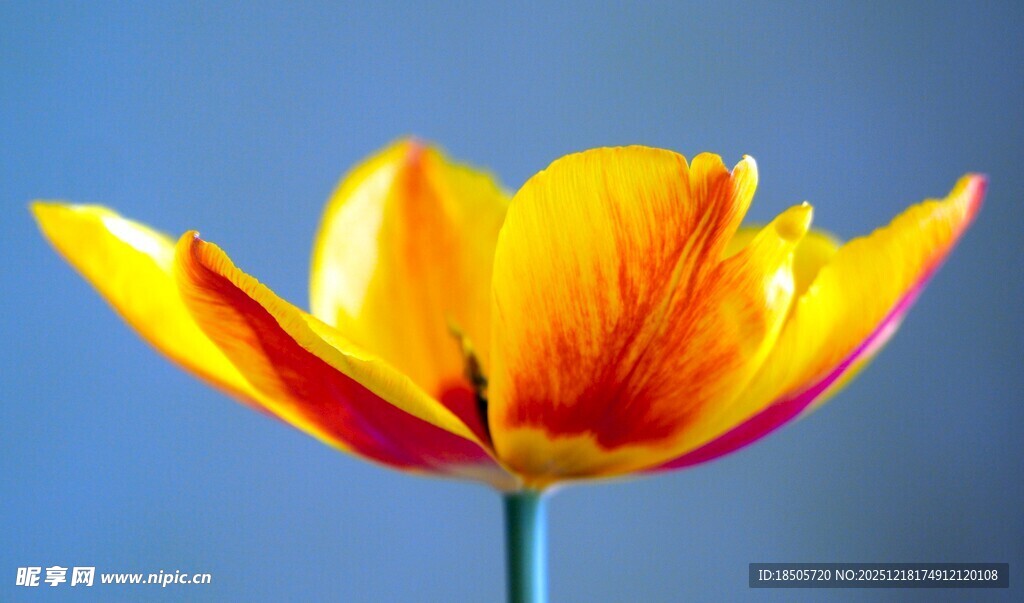 黄红相间郁金香特写