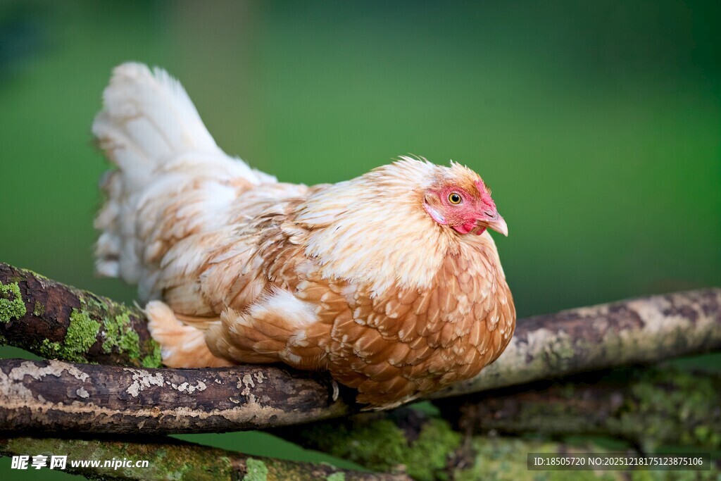 树枝上的漂亮母鸡