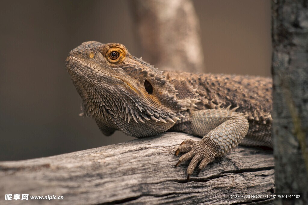 木上蜥蜴特写
