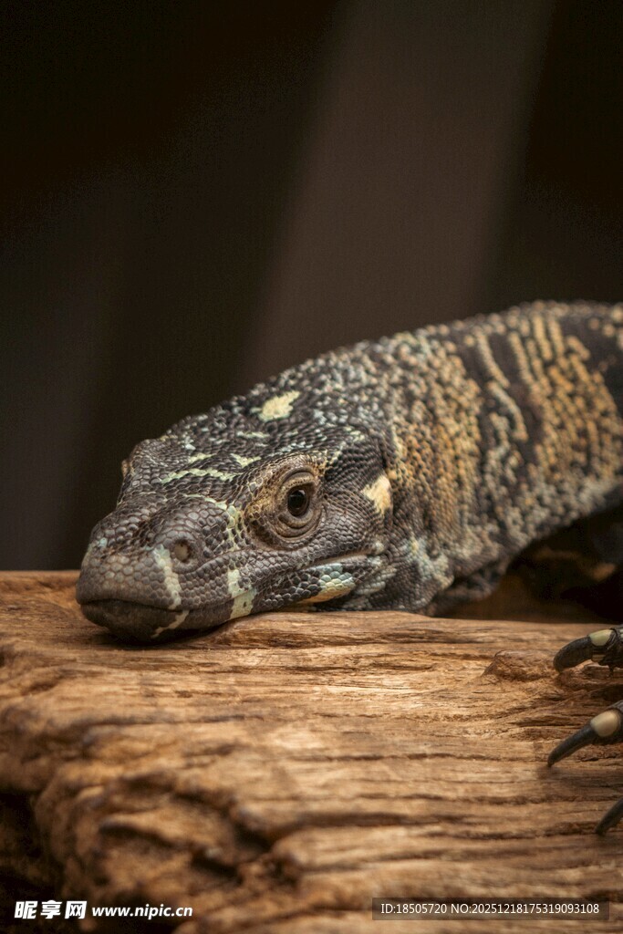 趴在木头上的花纹蜥蜴