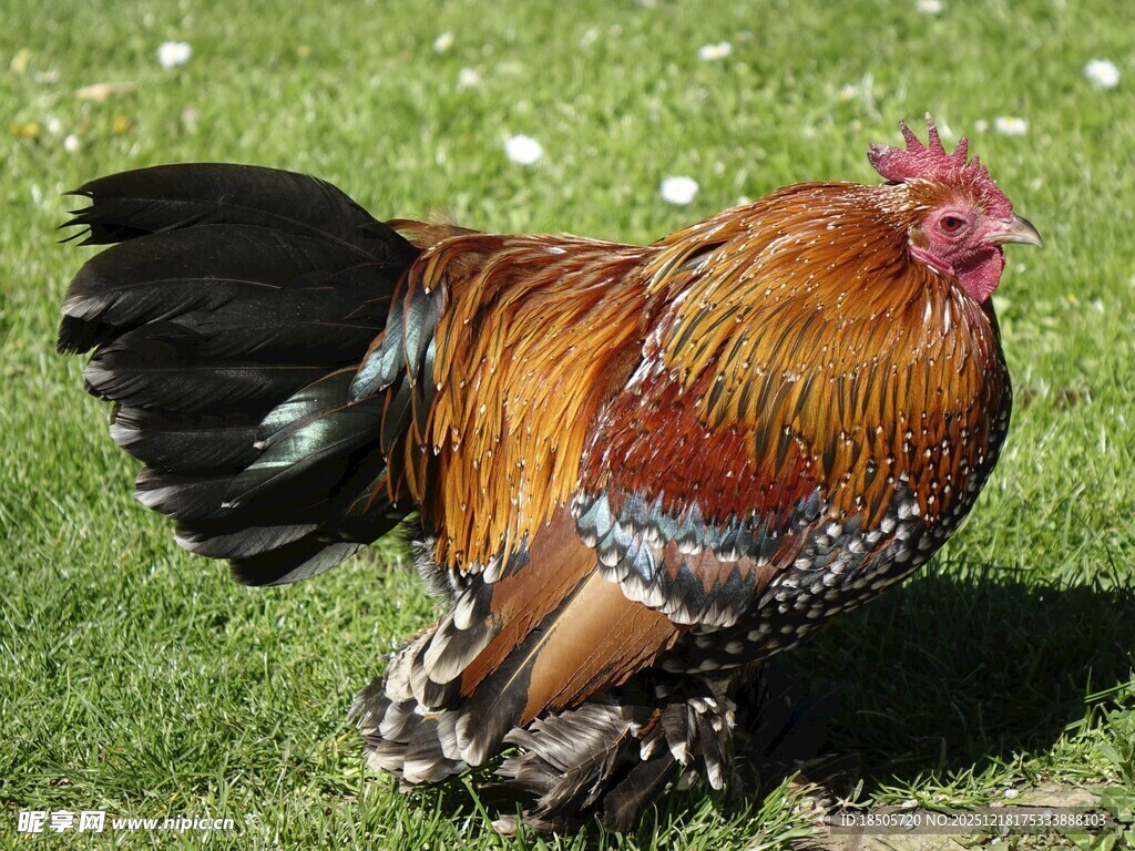 五彩公鸡立于翠绿草地