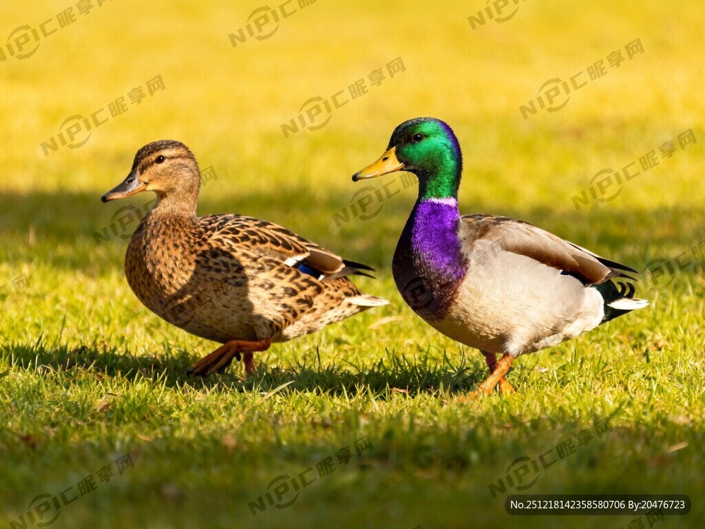 绿头鸭两只 一公一母绿头鸭