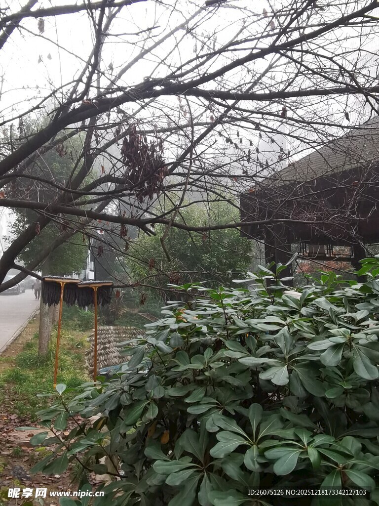 冬日枯树旁的绿植景观